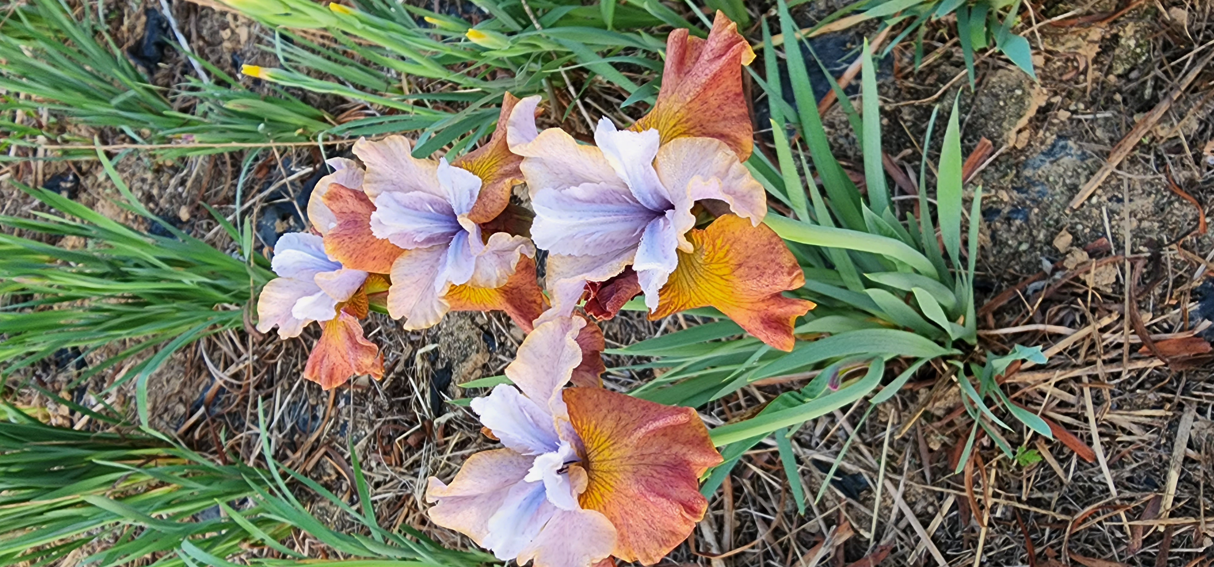 Iris 'URI2022-16'